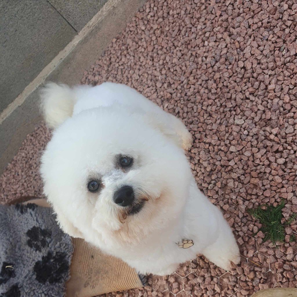 Les Bichon Frise de l'affixe une Patte de Diamant