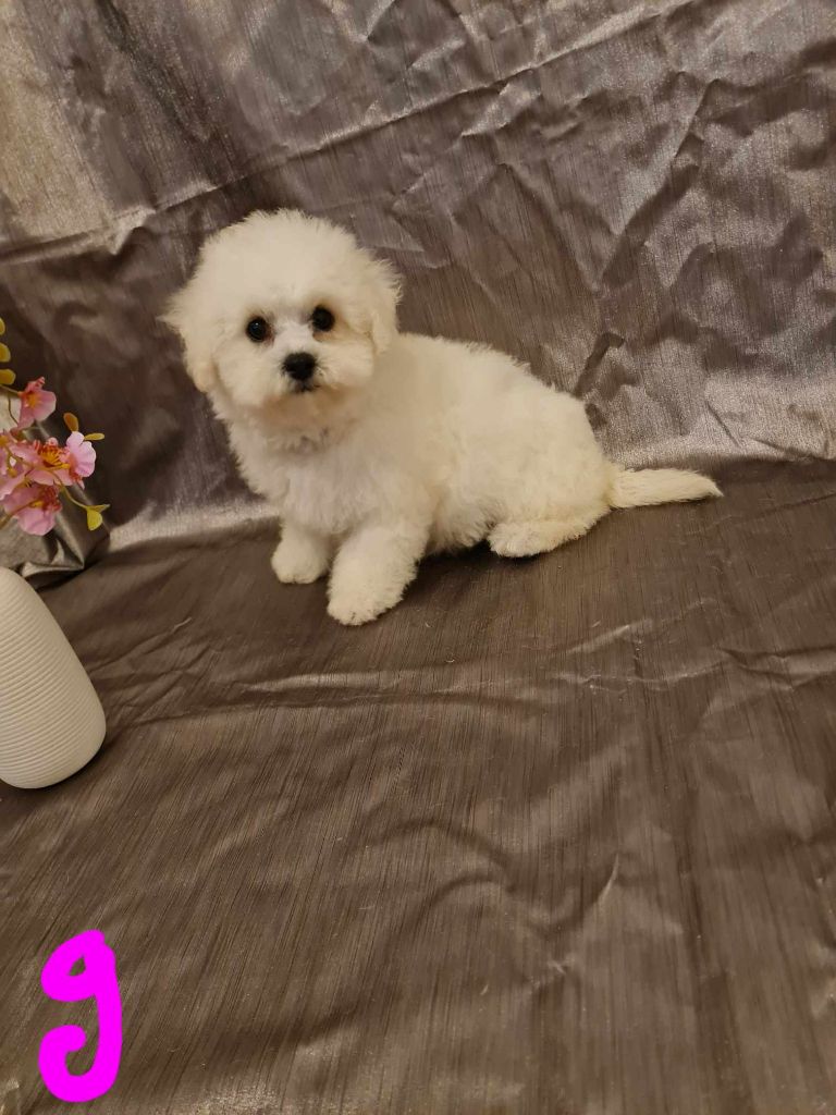 une Patte de Diamant - Chiot disponible  - Bichon Frise