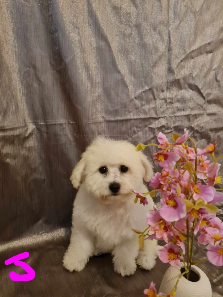 une Patte de Diamant - Chiot disponible  - Bichon Frise