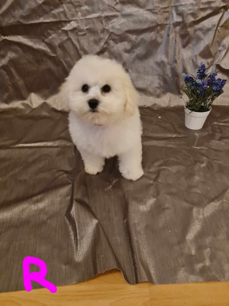 une Patte de Diamant - Chiot disponible  - Bichon Frise