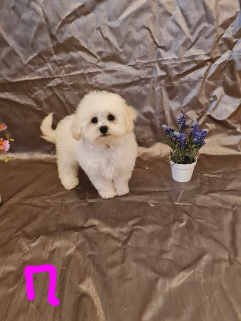 une Patte de Diamant - Chiot disponible  - Bichon Frise