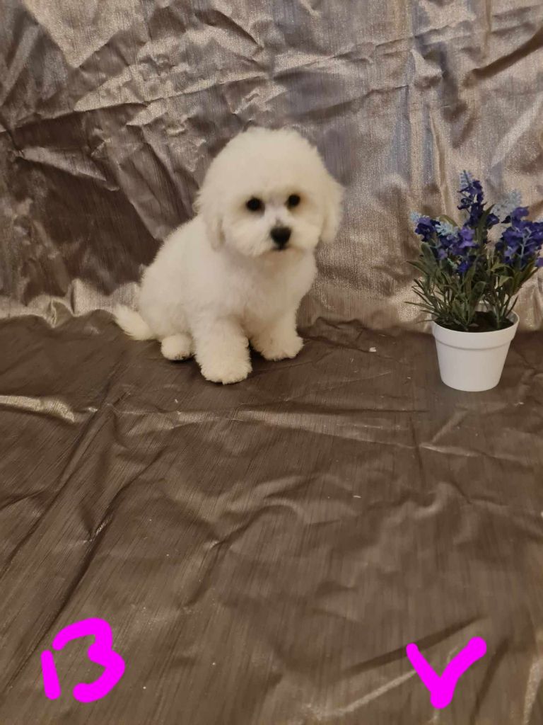 une Patte de Diamant - Chiot disponible  - Bichon Frise