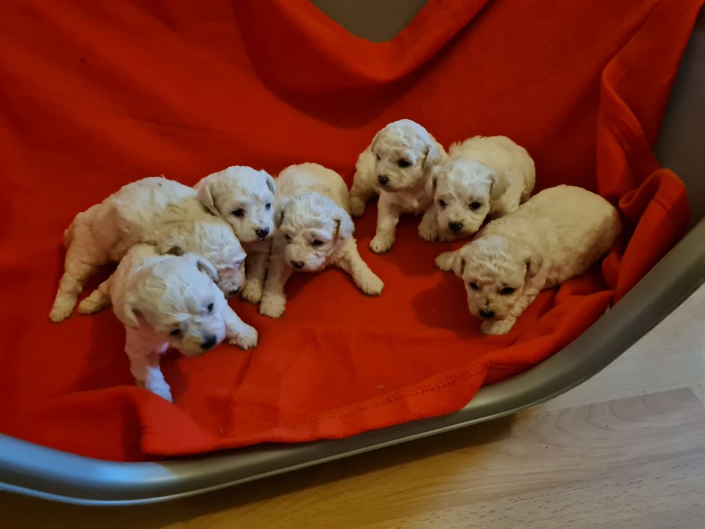 chiot Bichon Frise une Patte de Diamant