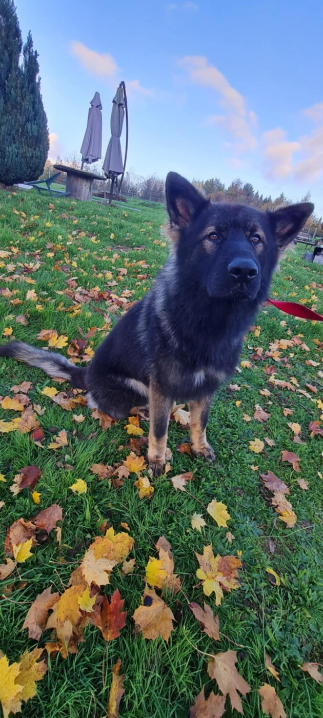 Eton valtor fan'e lyntsje snijers