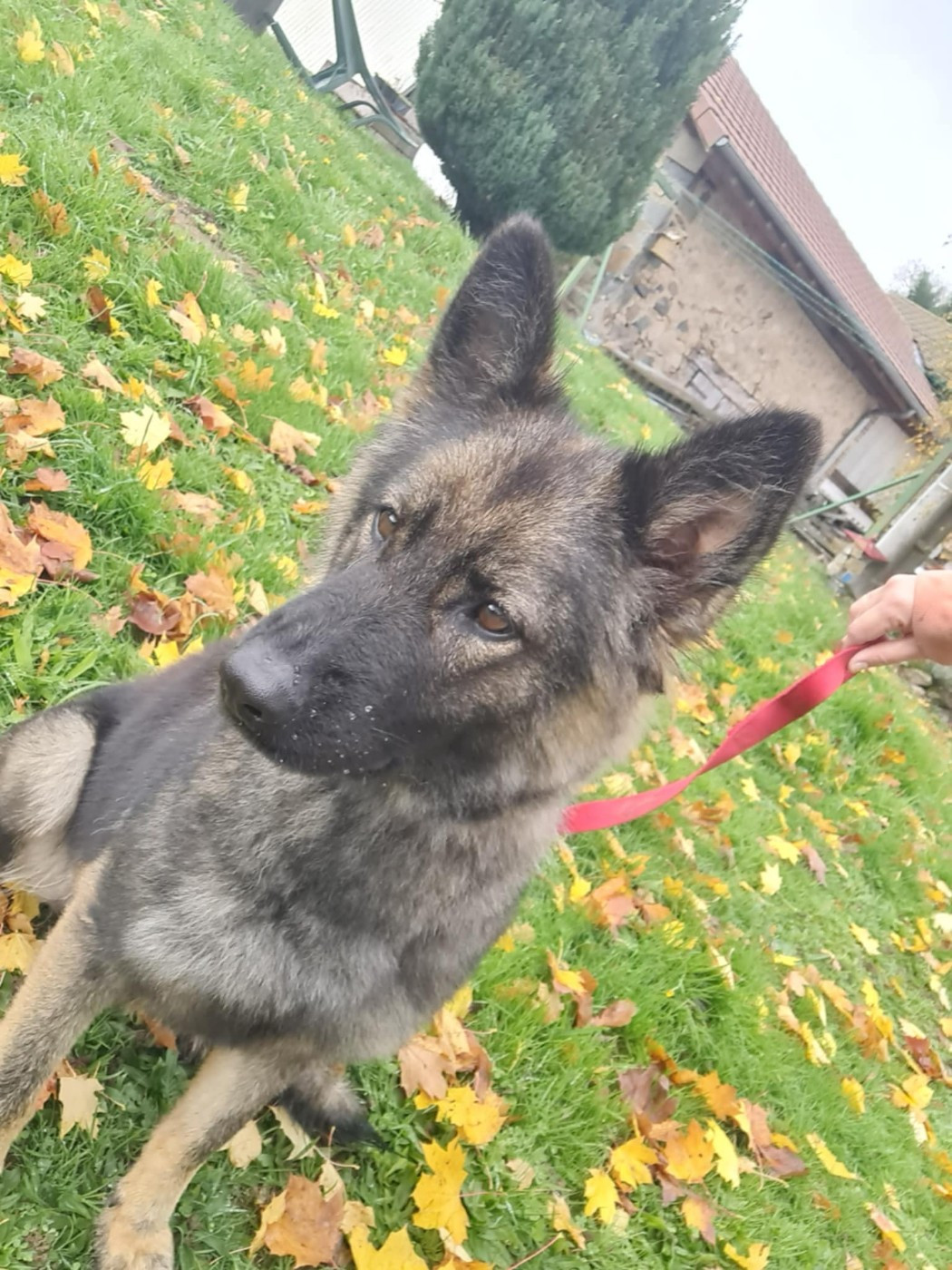 Uska D'Herrera Del Alcantara