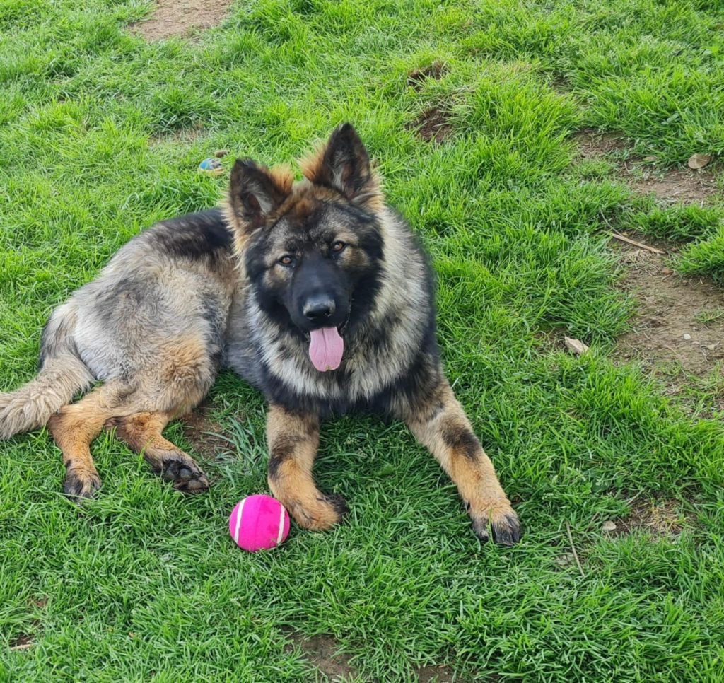 Mon chien fan'e lyntsje snijers