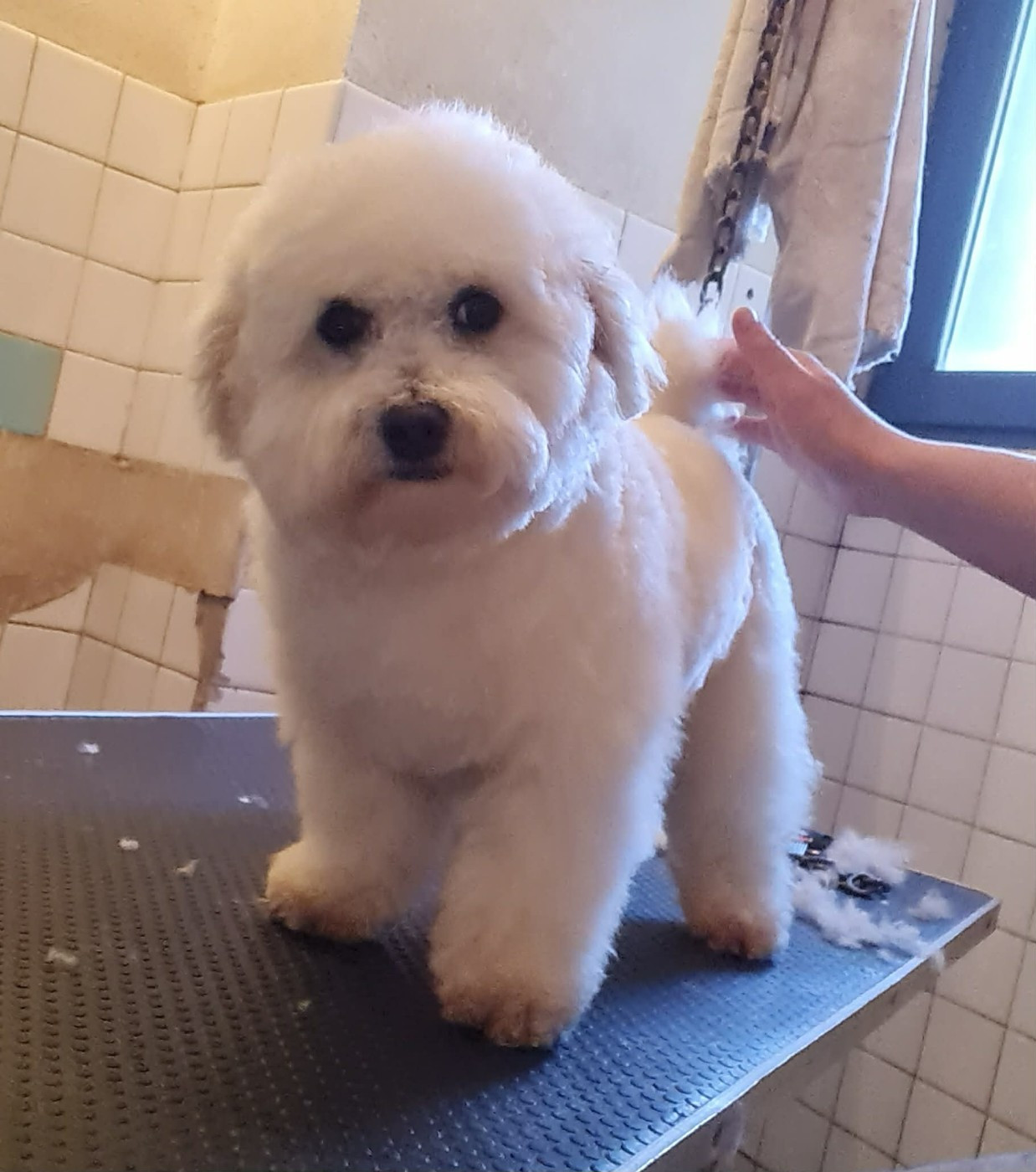 asslan mady'n alphysia Titre Initial