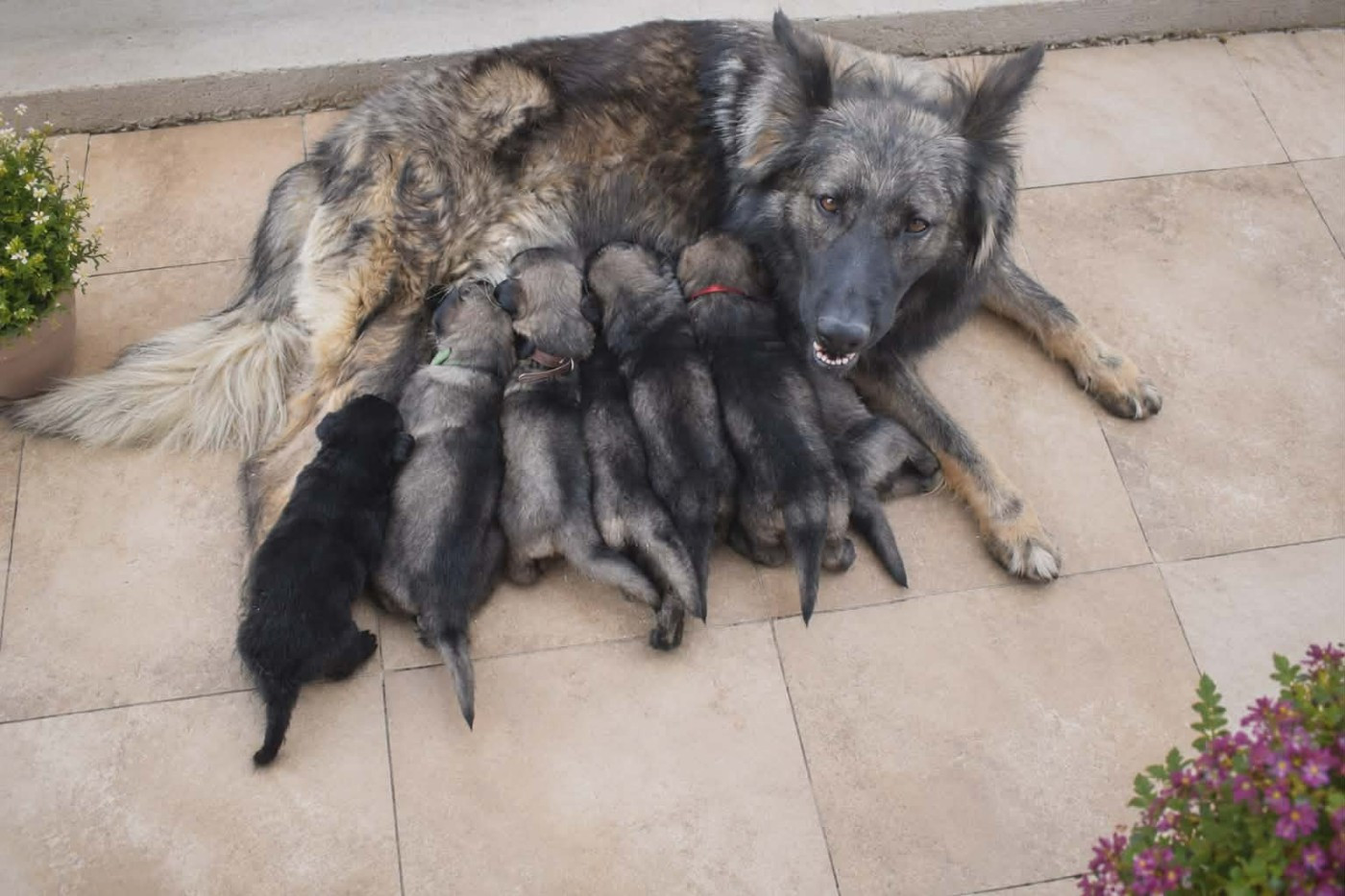 chiots nee