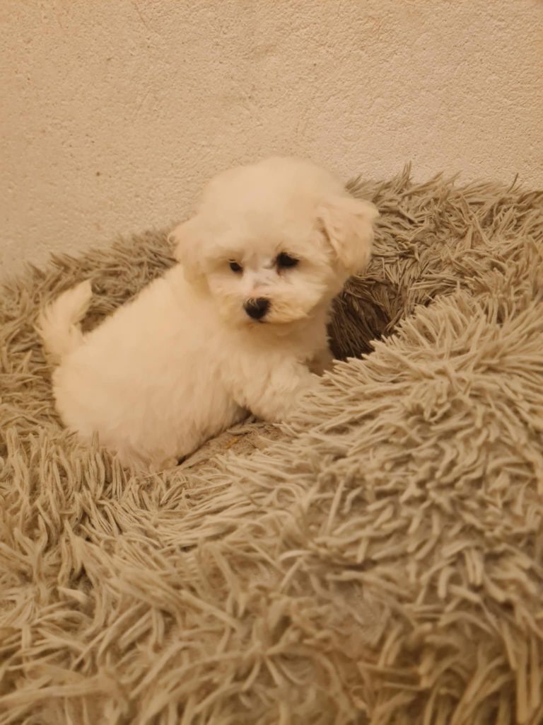 une Patte de Diamant - Bichon Frise - Portée née le 25/07/2025