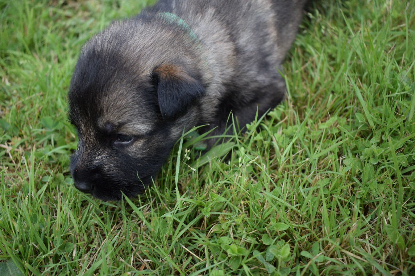 une Patte de Diamant - Chiots disponibles - Berger Allemand Poil Long