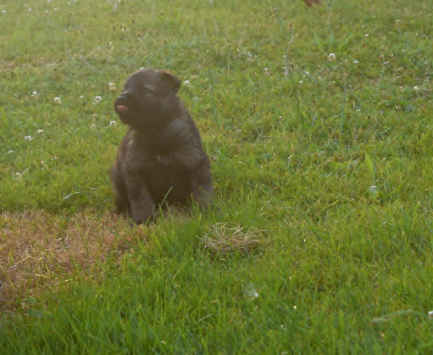 une Patte de Diamant - Chiots disponibles - Berger Allemand Poil Long