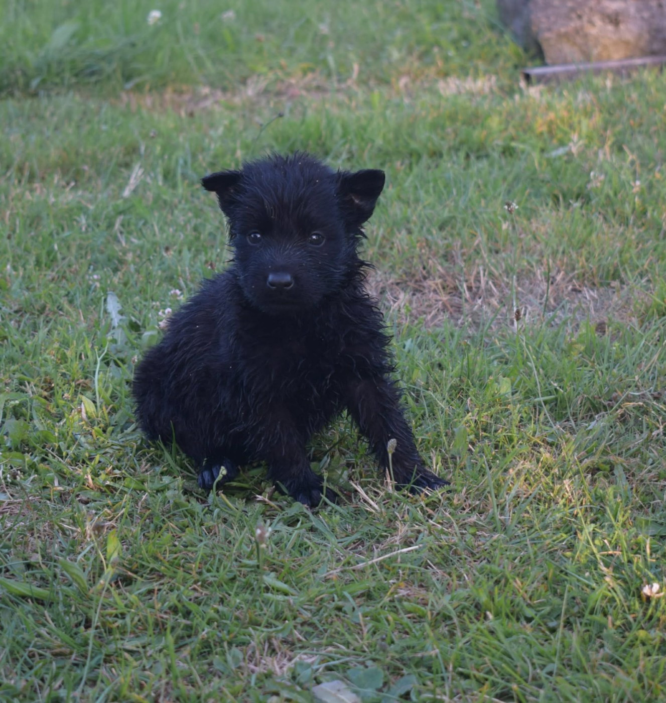 une Patte de Diamant - Chiots disponibles - Berger Allemand Poil Long