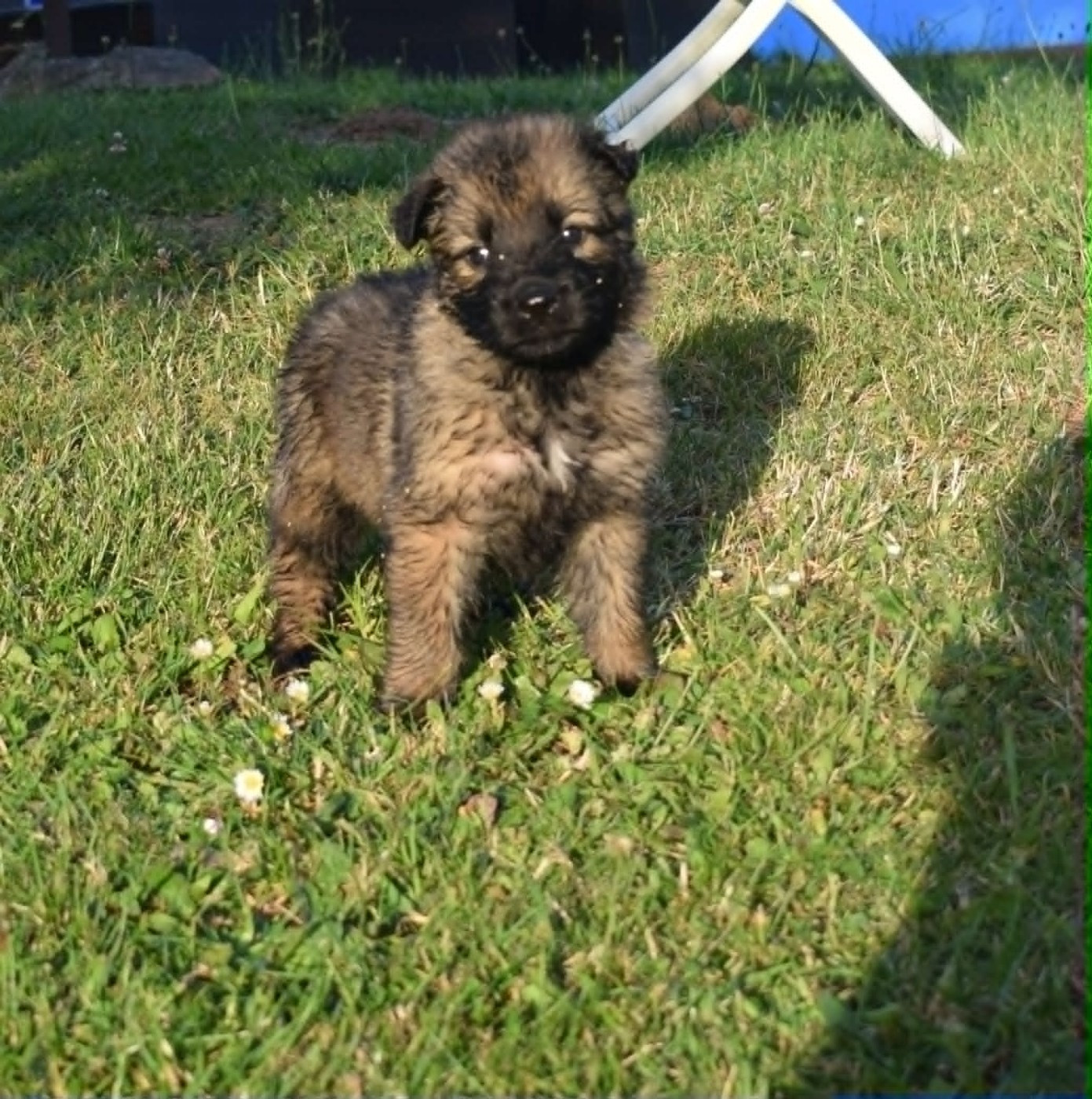 une Patte de Diamant - Chiots disponibles - Berger Allemand Poil Long