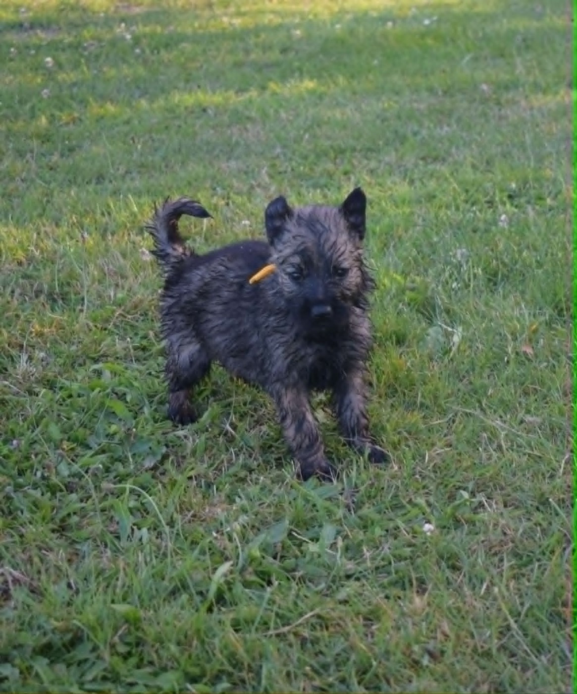 une Patte de Diamant - Chiots disponibles - Berger Allemand Poil Long
