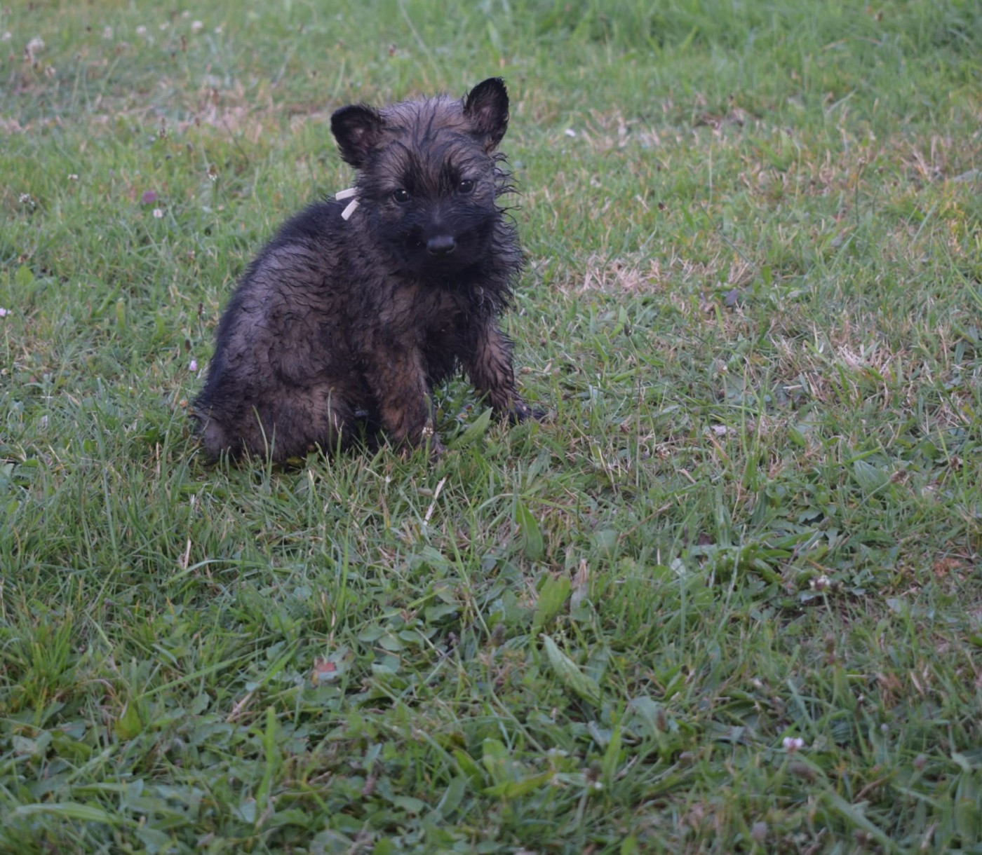 une Patte de Diamant - Chiots disponibles - Berger Allemand Poil Long