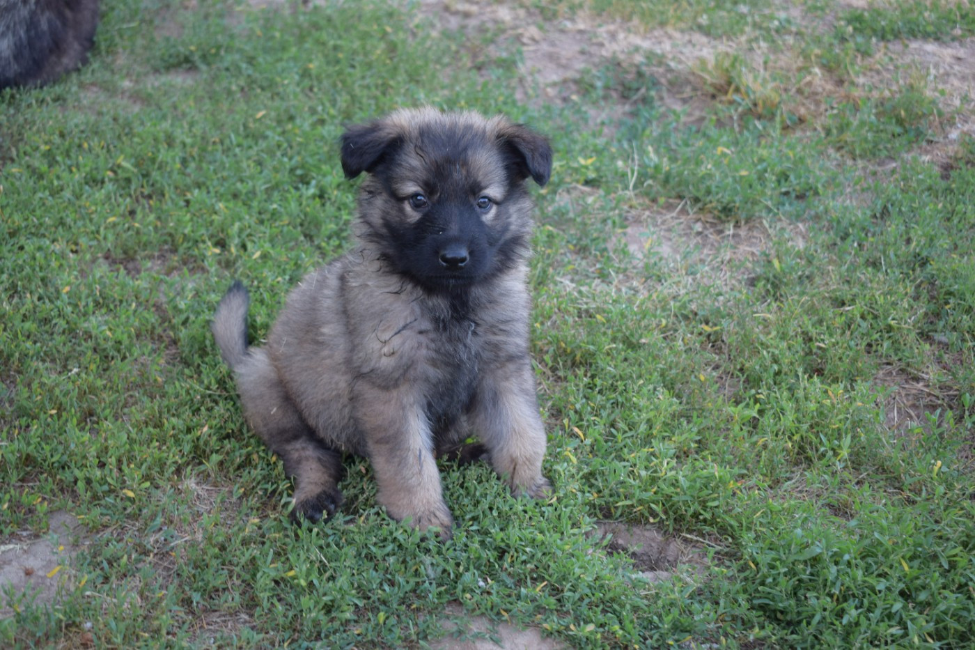 une Patte de Diamant - Chiots disponibles - Berger Allemand Poil Long
