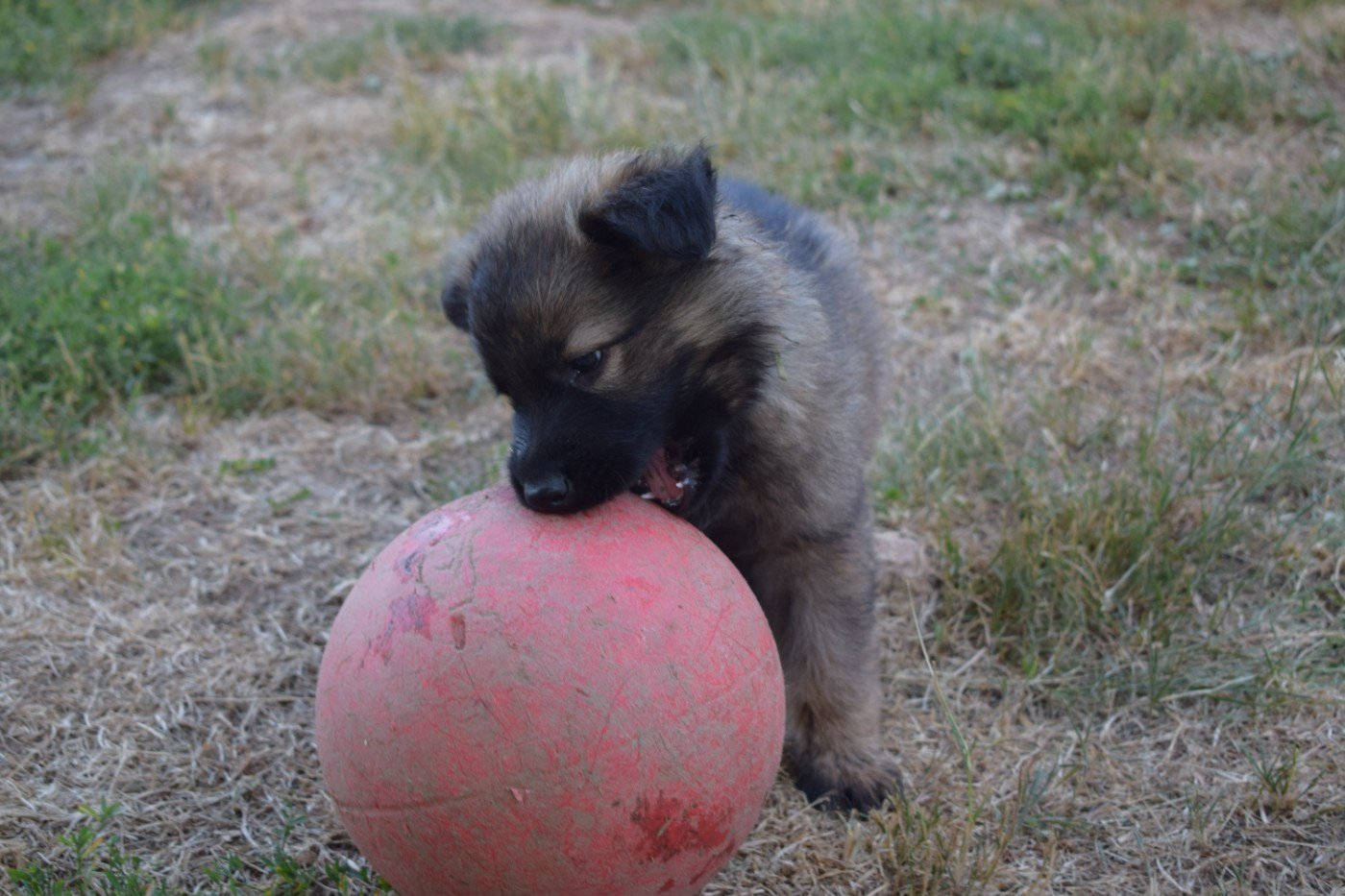une Patte de Diamant - Chiots disponibles - Berger Allemand Poil Long