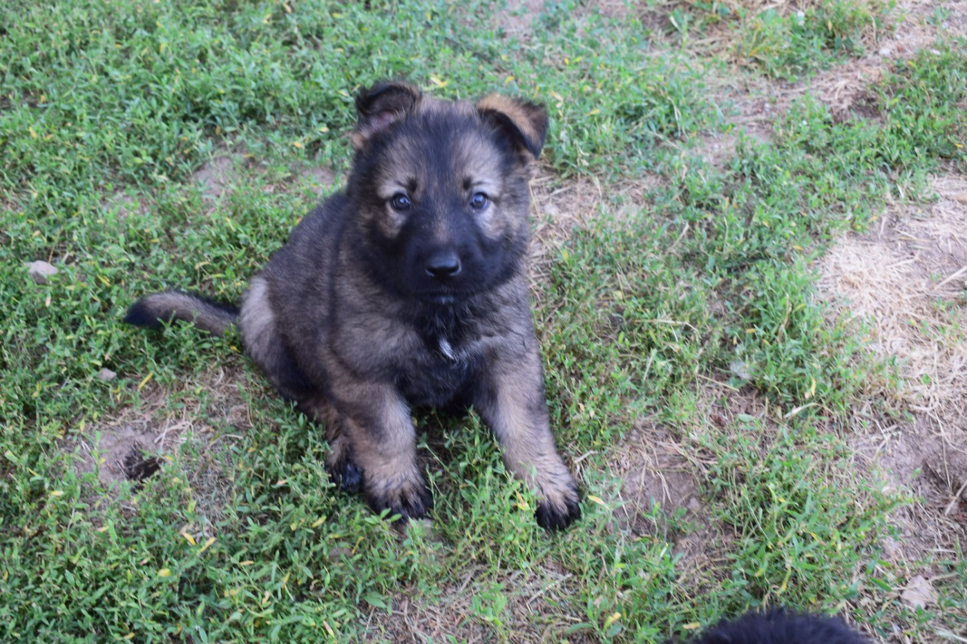 une Patte de Diamant - Chiots disponibles - Berger Allemand Poil Long