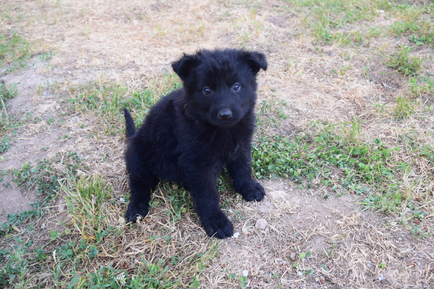 une Patte de Diamant - Chiots disponibles - Berger Allemand Poil Long