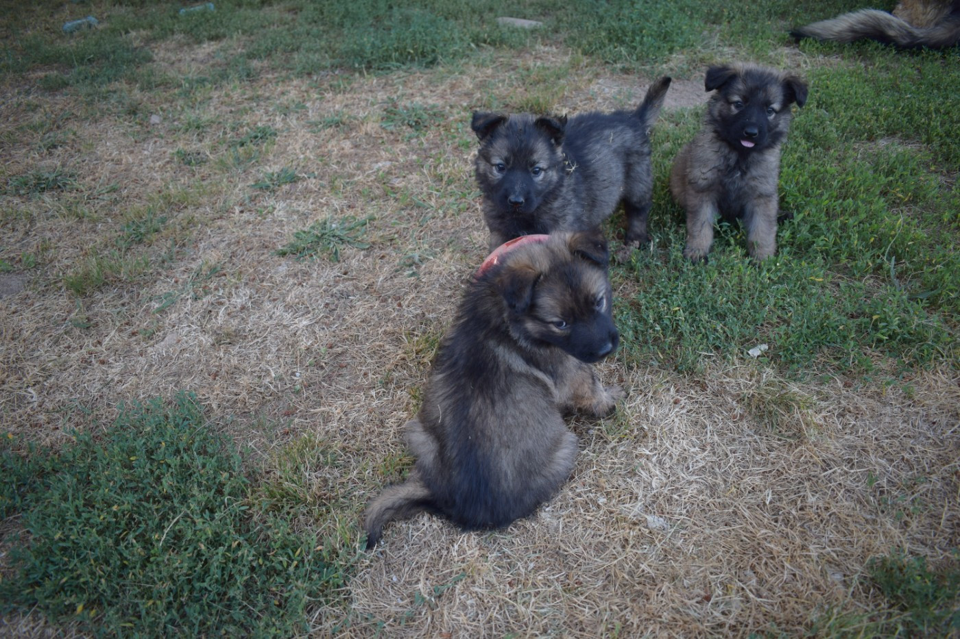 une Patte de Diamant - Chiots disponibles - Berger Allemand Poil Long