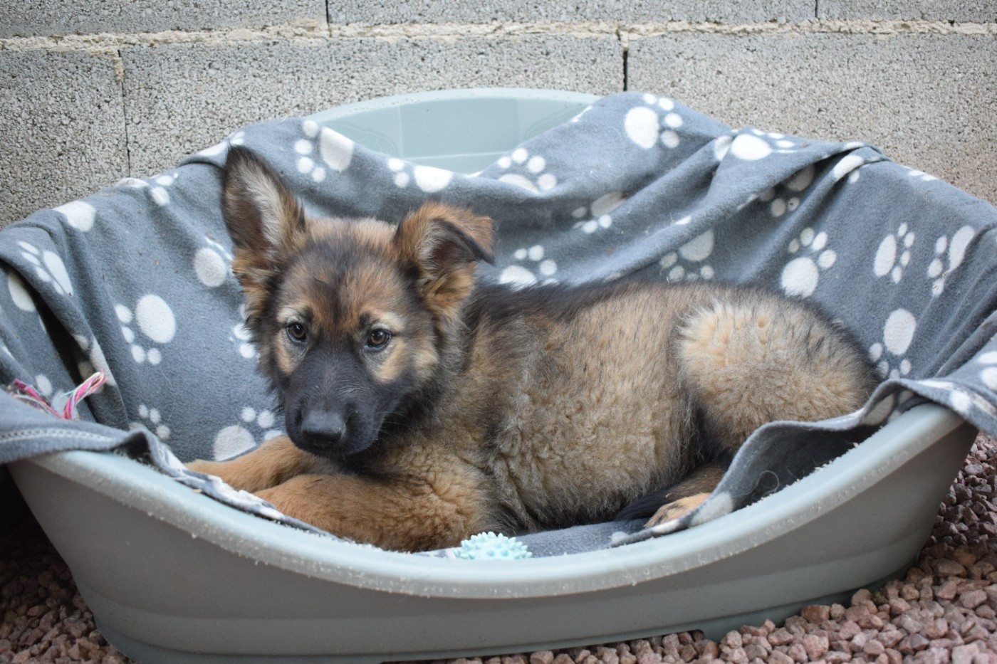 une Patte de Diamant - Chiots disponibles - Berger Allemand Poil Long