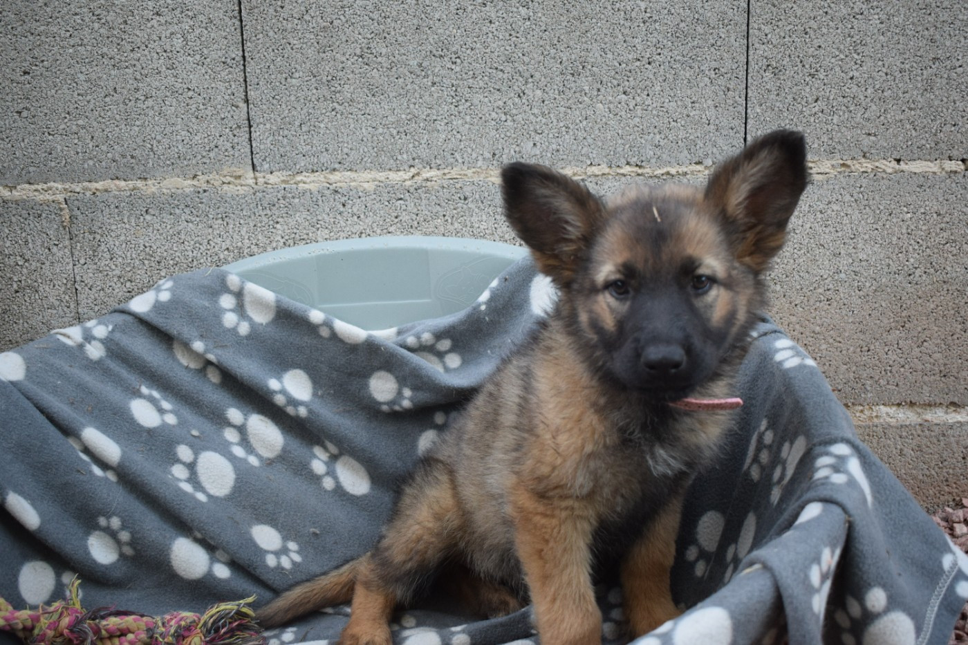 une Patte de Diamant - Chiots disponibles - Berger Allemand Poil Long
