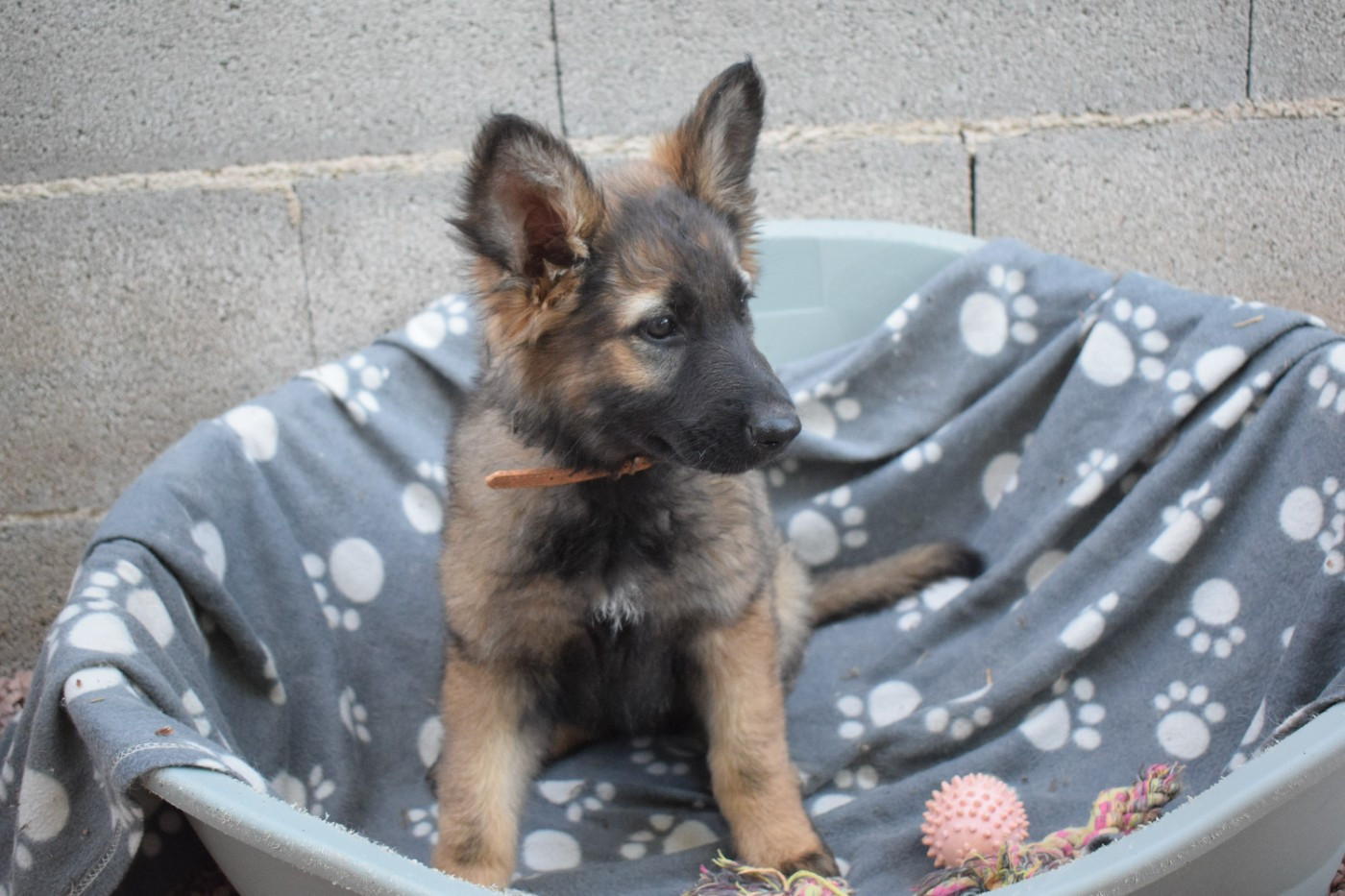 une Patte de Diamant - Chiots disponibles - Berger Allemand Poil Long