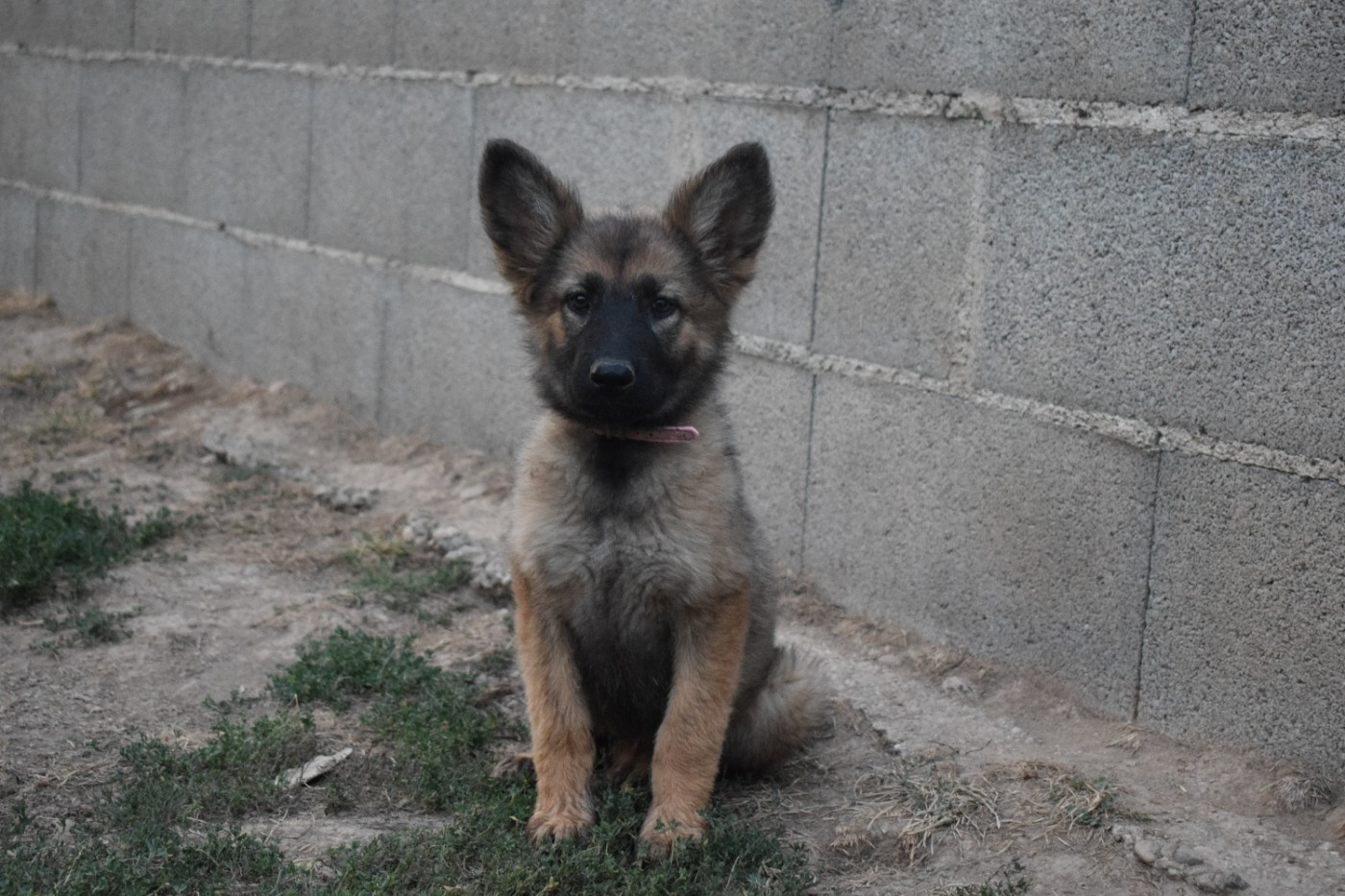 une Patte de Diamant - Chiots disponibles - Berger Allemand Poil Long
