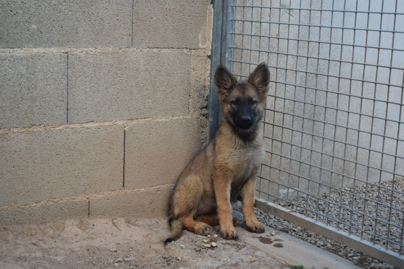 une Patte de Diamant - Chiots disponibles - Berger Allemand Poil Long