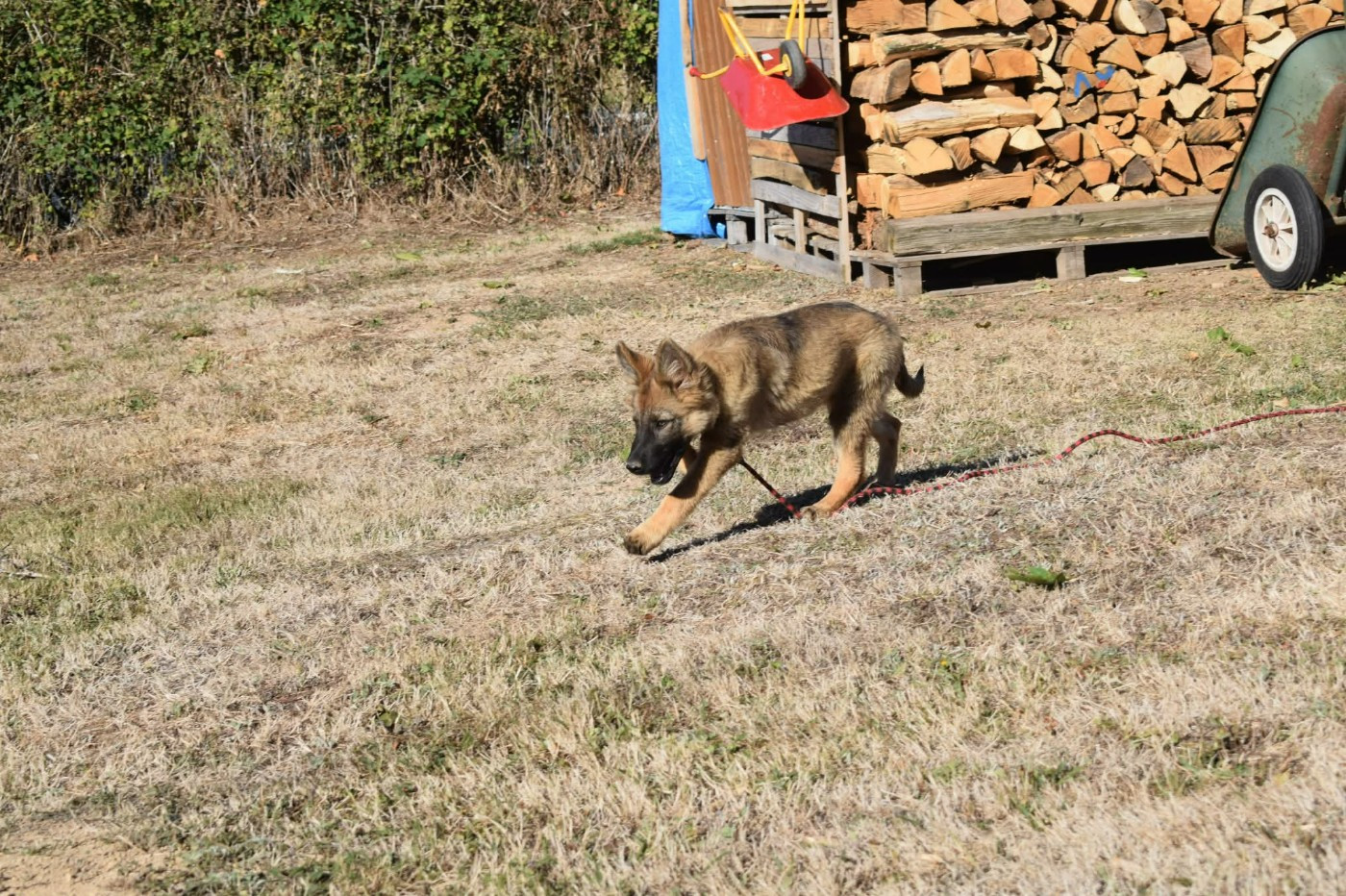 une Patte de Diamant - Chiots disponibles - Berger Allemand Poil Long