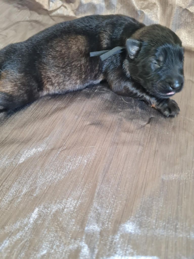 une Patte de Diamant - Chiots disponibles - Berger Allemand Poil Long