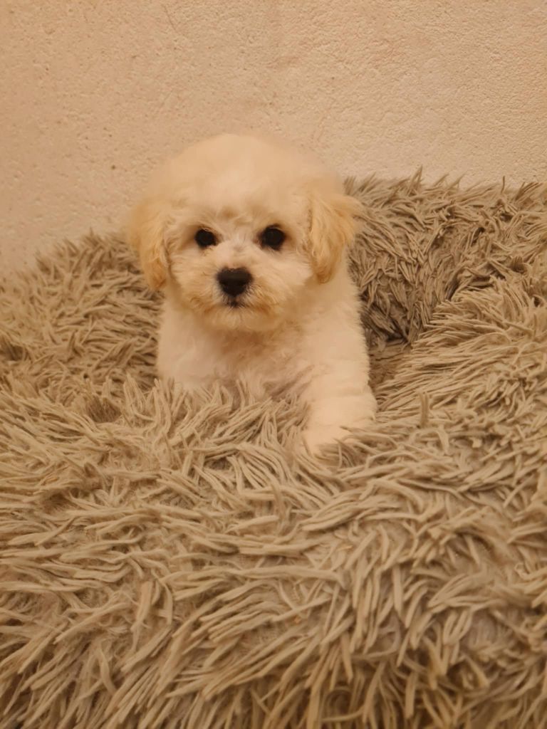 une Patte de Diamant - Chiots disponibles - Bichon Frise