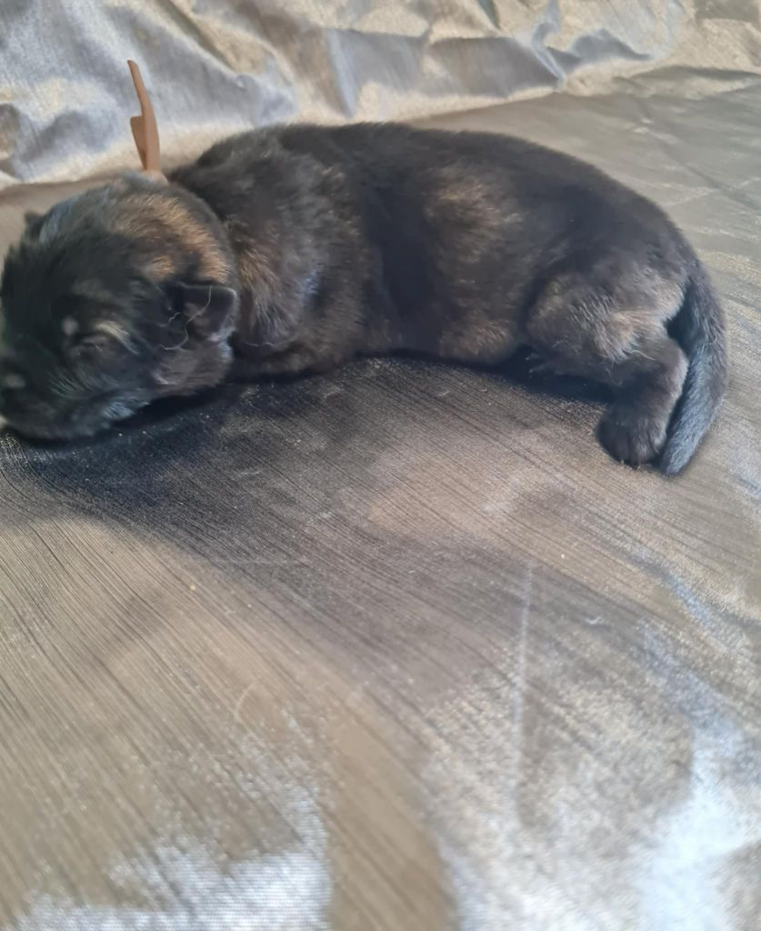 une Patte de Diamant - Chiots disponibles - Berger Allemand Poil Long