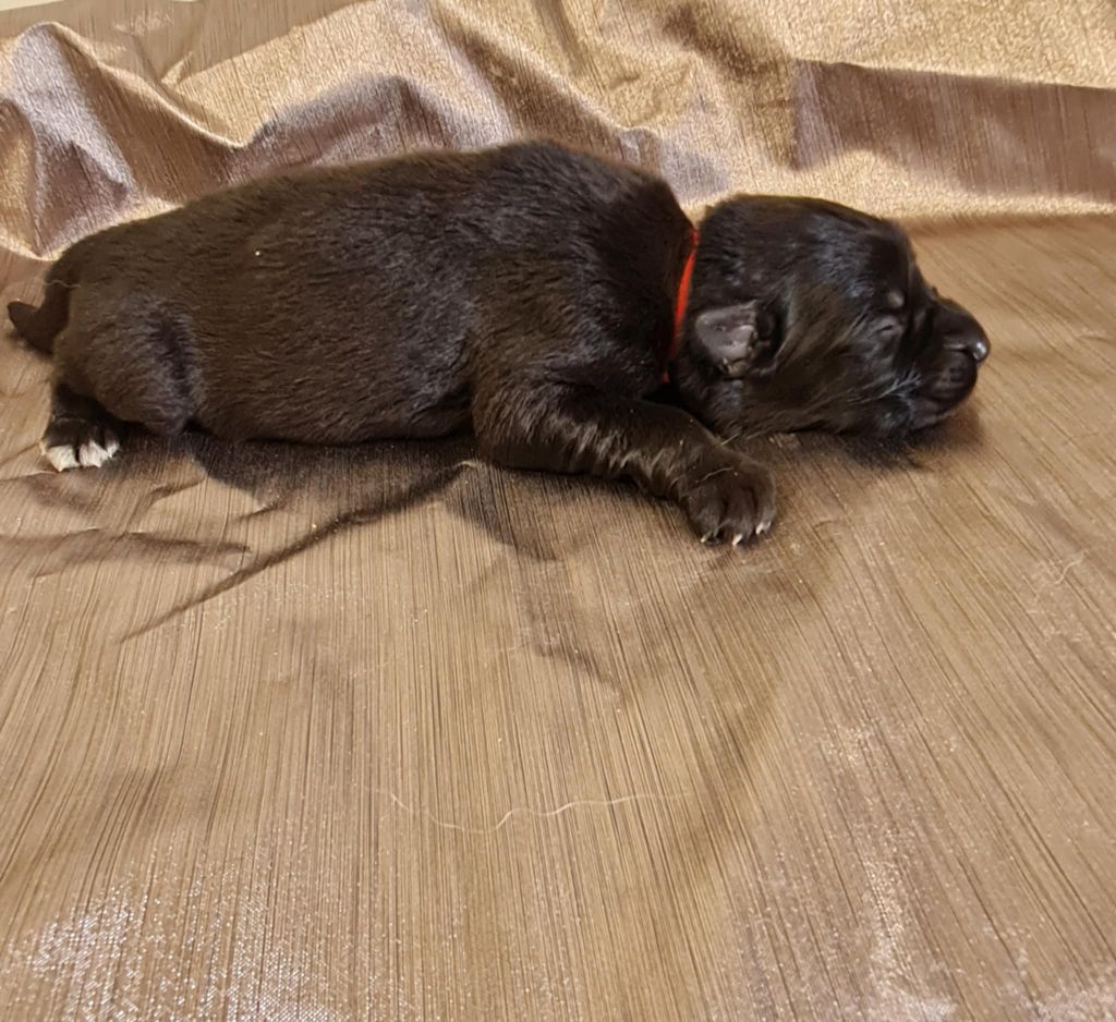une Patte de Diamant - Chiots disponibles - Berger Allemand Poil Long