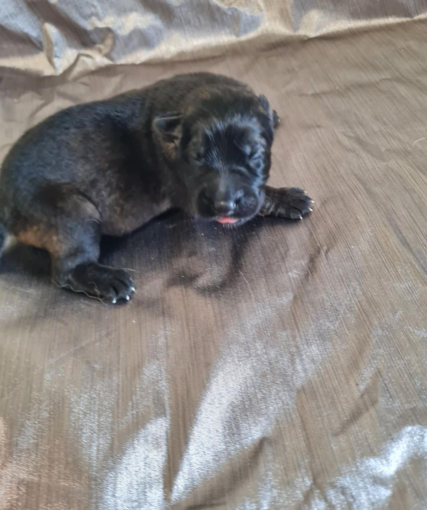 une Patte de Diamant - Chiots disponibles - Berger Allemand Poil Long