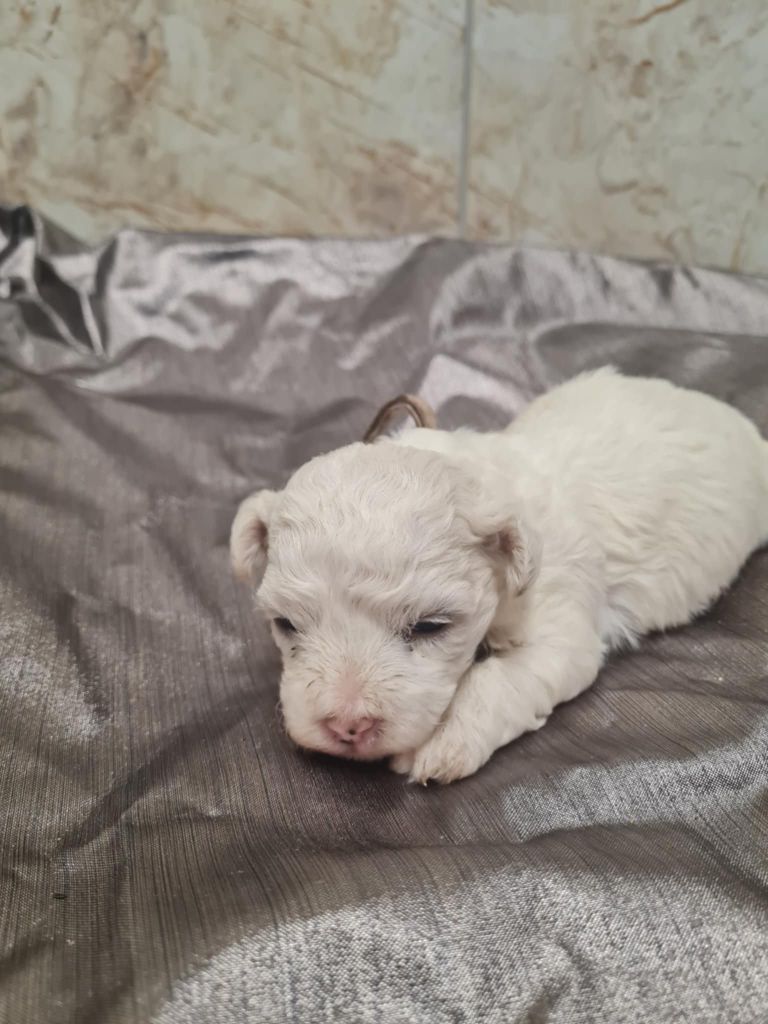 une Patte de Diamant - Chiots disponibles - Bichon Frise