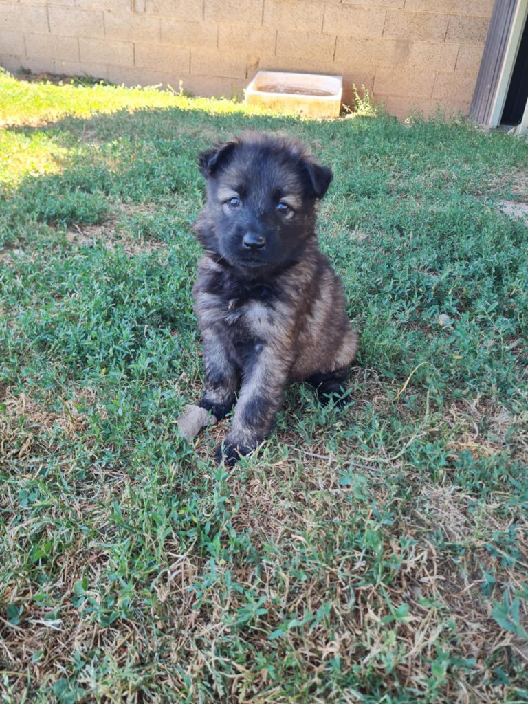 une Patte de Diamant - Chiots disponibles - Berger Allemand Poil Long
