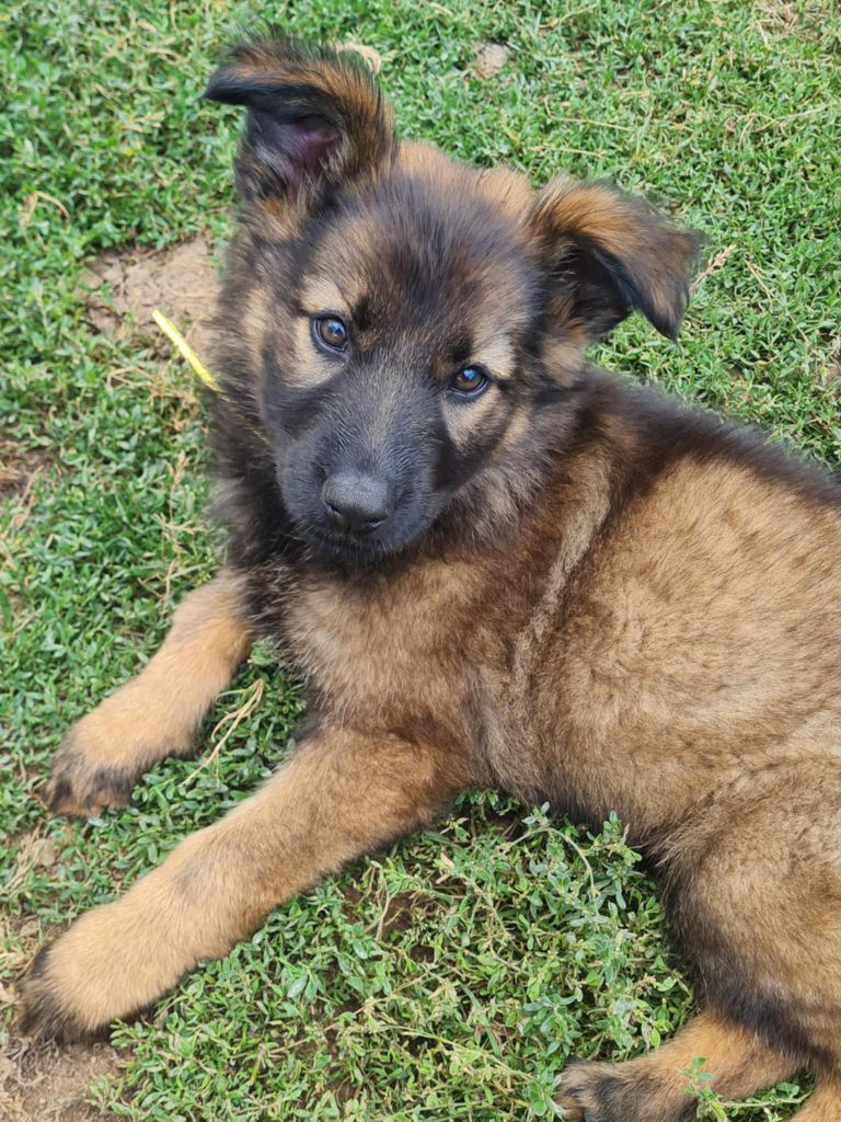 une Patte de Diamant - Chiots disponibles - Berger Allemand Poil Long