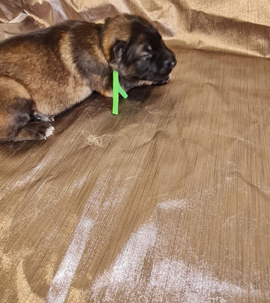 une Patte de Diamant - Chiots disponibles - Berger Allemand Poil Long