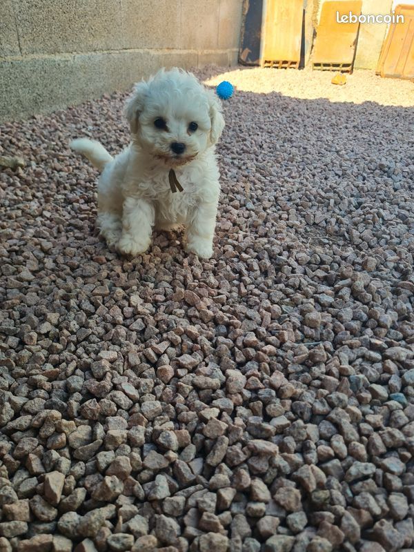 une Patte de Diamant - Chiots disponibles - Bichon Frise