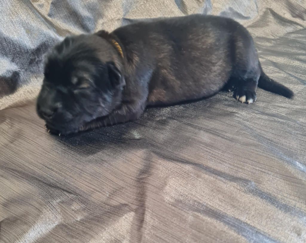 une Patte de Diamant - Chiots disponibles - Berger Allemand Poil Long