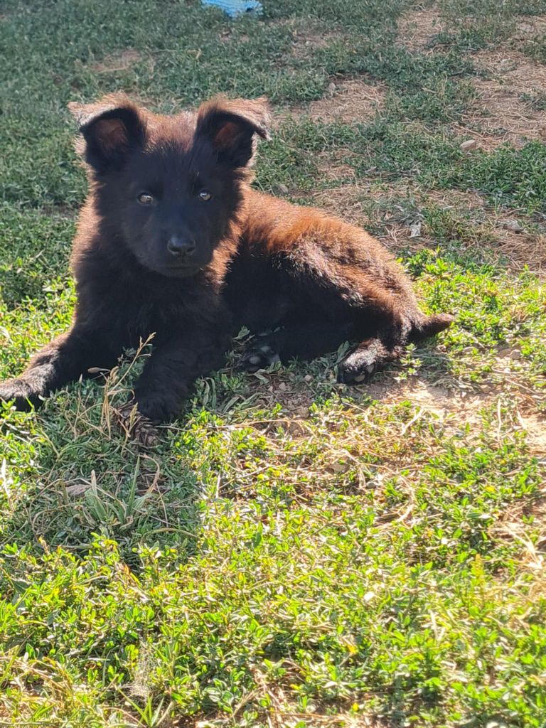 une Patte de Diamant - Chiots disponibles - Berger Allemand Poil Long