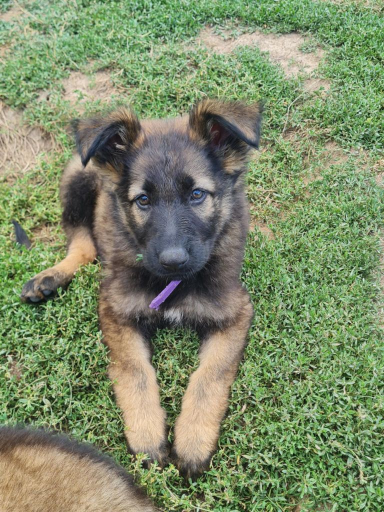 une Patte de Diamant - Chiots disponibles - Berger Allemand Poil Long