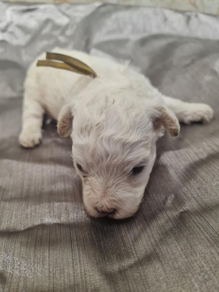 une Patte de Diamant - Chiots disponibles - Bichon Frise