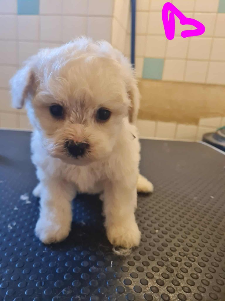 une Patte de Diamant - Chiots disponibles - Bichon Frise