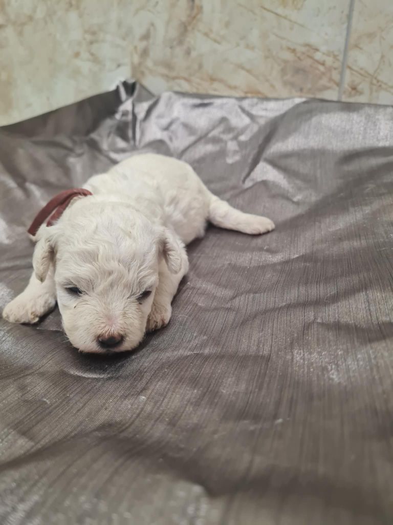 une Patte de Diamant - Chiots disponibles - Bichon Frise