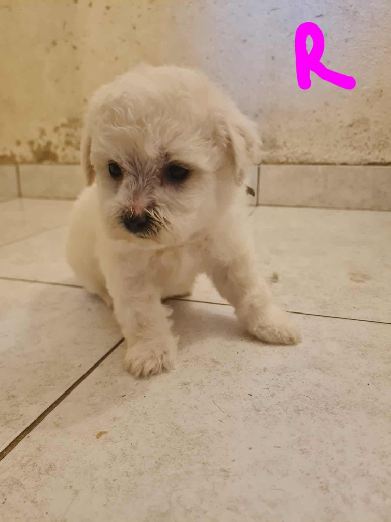 une Patte de Diamant - Chiots disponibles - Bichon Frise