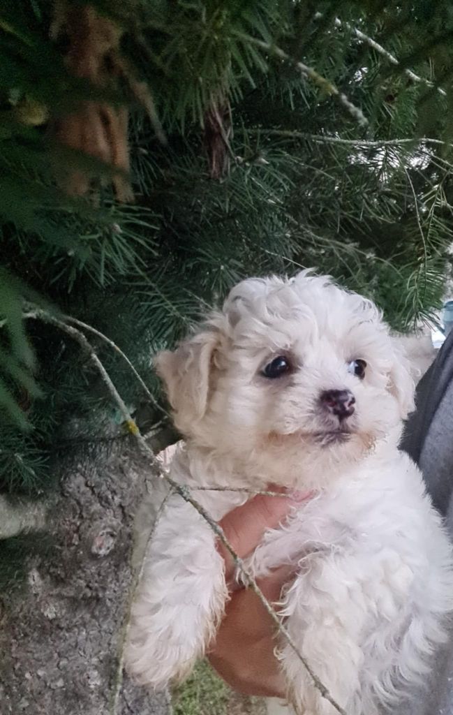 une Patte de Diamant - Chiots disponibles - Bichon Frise