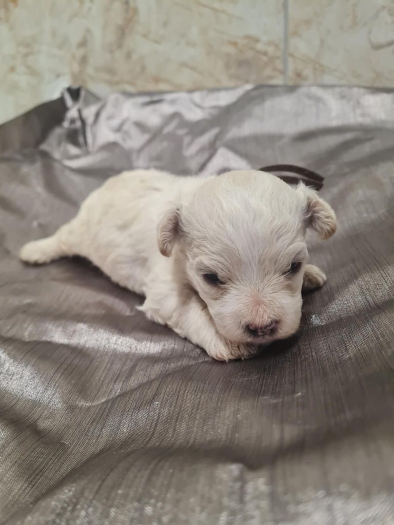 une Patte de Diamant - Chiots disponibles - Bichon Frise